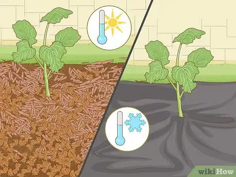 Image intitulée Grow Broccoli Step 12
