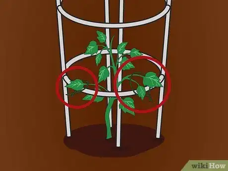 Image intitulée Cage Tomatoes Step 10