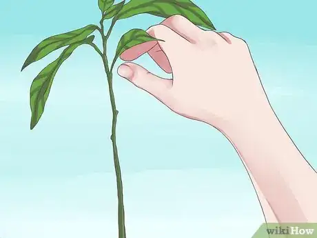 Image intitulée Grow Avocados Step 11