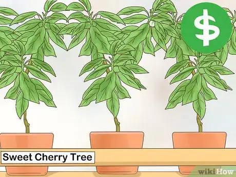 Image intitulée Grow Cherries Step 10