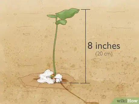 Image intitulée Grow Beans in Cotton Step 9