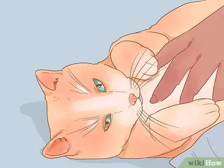 Image intitulée Put Your Cat on a Diet Step 15