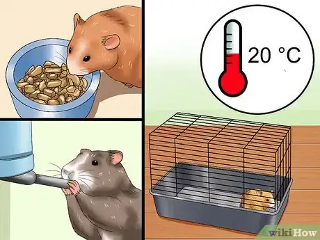 Image intitulée Cure Your Not Moving Hamster Step 13