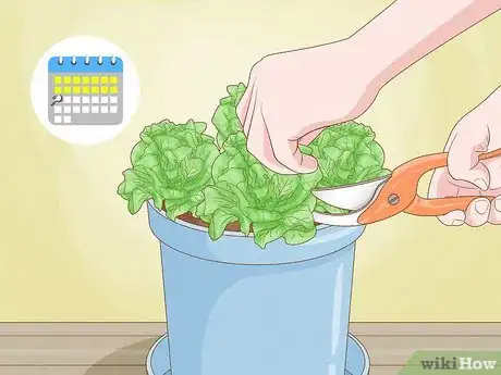 Image intitulée Grow Lettuce Indoors Step 15