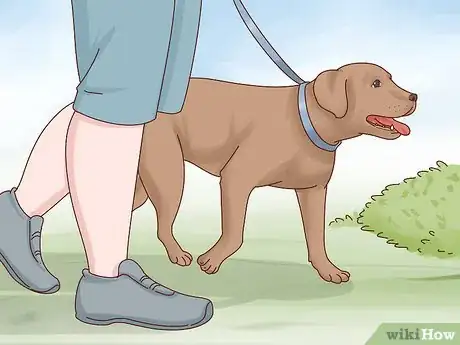 Image intitulée Care for a Labrador Retriever Step 3