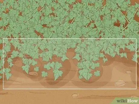 Image intitulée Remove an Ivy Plant Step 2