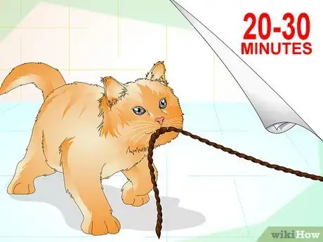 Image intitulée Determine if Your Cat is Overweight Step 10