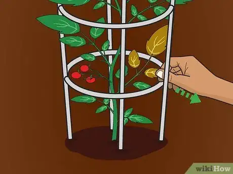 Image intitulée Cage Tomatoes Step 11