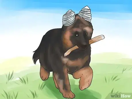 Image intitulée Tape Up Stubborn German Shepherd Puppy Ears Step 9