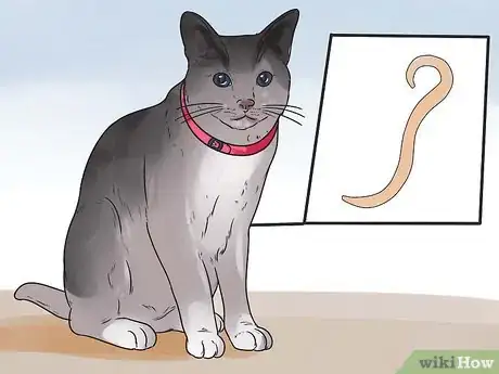 Image intitulée Help Your Cat Breathe Easier Step 17