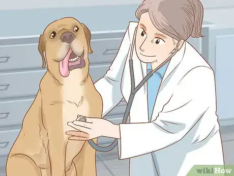 Image intitulée Care for Dogs Step 11