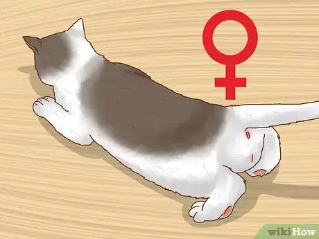 Image intitulée Determine the Sex of a Kitten Step 7