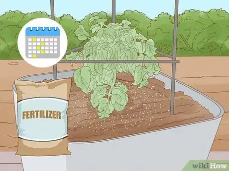 Image intitulée Grow Cherry Tomatoes Step 15