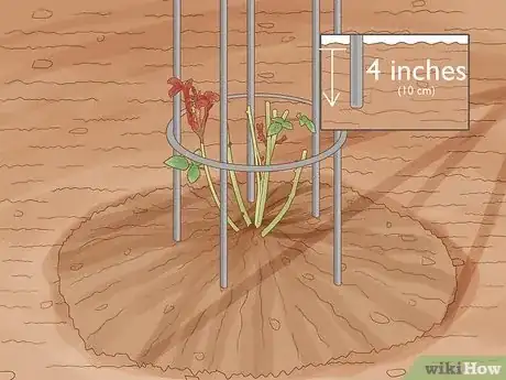 Image intitulée Plant a Climbing Rose Step 17