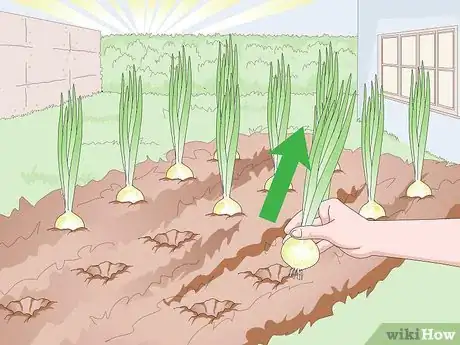 Image intitulée Grow Sweet Onions Step 11