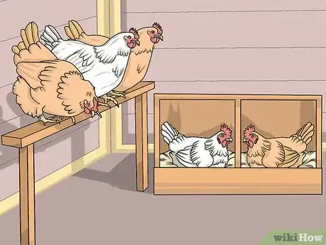 Image intitulée Take Care of Chickens Step 14