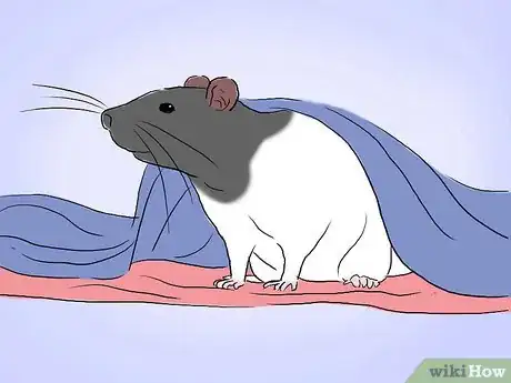 Image intitulée Tame a Rat Step 11