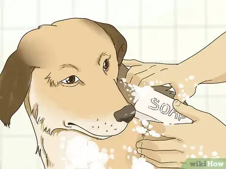 Image intitulée Treat an Allergic Reaction to Flea and Tick Preventatives Step 5