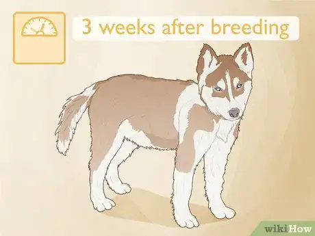 Image intitulée Breed Husky Dogs Step 9