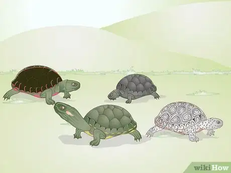 Image intitulée Keep a Turtle Healthy Step 8