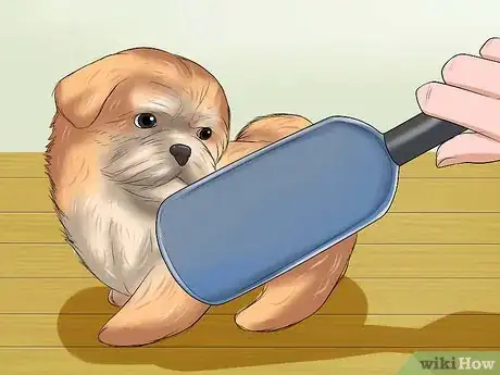 Image intitulée Bathe a Shih Tzu Puppy Step 6