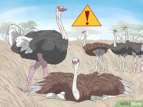 Image intitulée Survive an Encounter with an Ostrich Step 13