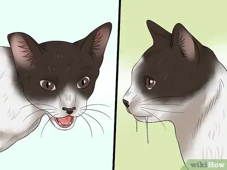 Image intitulée Tell if a Cat Has Rabies Step 3