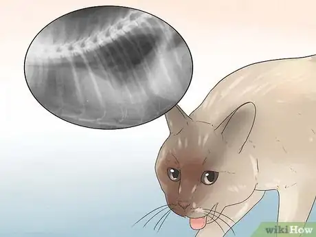 Image intitulée Help Your Cat Breathe Easier Step 19