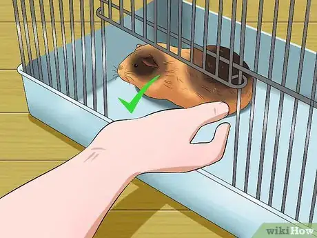 Image intitulée Pick Up a Guinea Pig Step 11