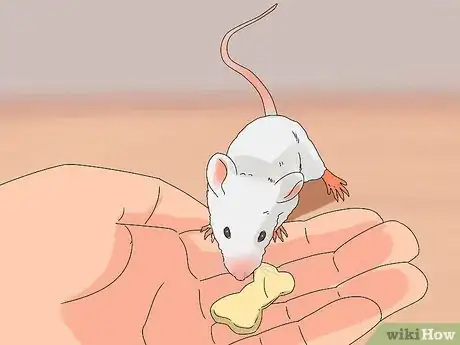 Image intitulée Take Care of Mice Step 8