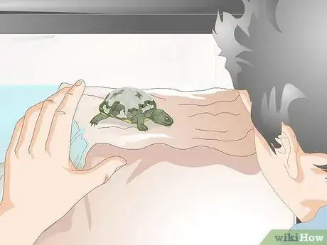 Image intitulée Keep a Turtle Healthy Step 7