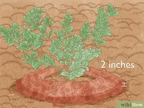 Image intitulée Grow Gardenias Step 8