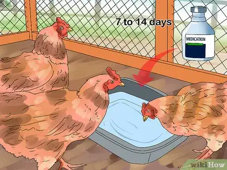 Image intitulée Worm Chickens Step 9
