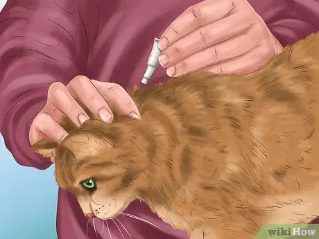 Image intitulée Kill Fleas and Ticks on Cats Step 12