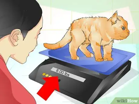 Image intitulée Determine if Your Cat is Overweight Step 12