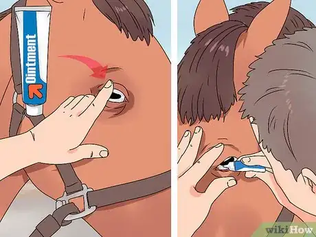 Image intitulée Treat Horse Eye Problems Step 2