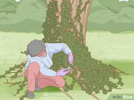 Image intitulée Remove an Ivy Plant Step 10