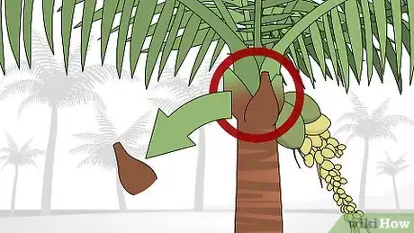 Image intitulée Trim a Palm Tree Step 10