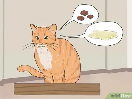 Image intitulée Retrain a Cat to Use the Litter Box Step 10