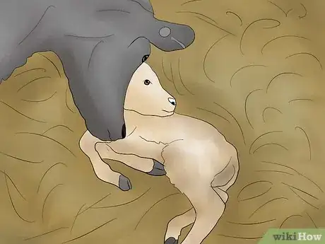 Image intitulée Help a Cow Give Birth Step 7