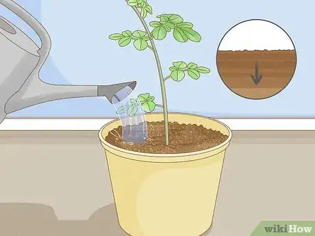 Image intitulée Grow a Moringa Tree Step 5