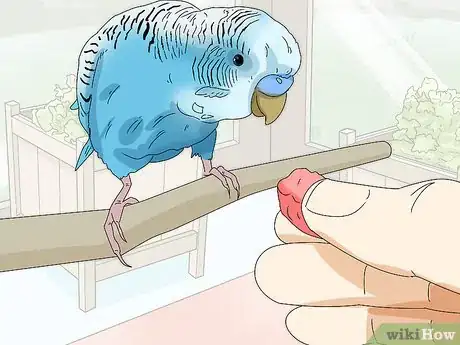 Image intitulée Hand Train a Parakeet Step 13