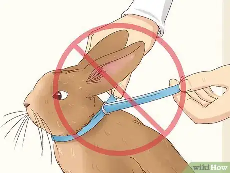 Image intitulée Get Rid of Fleas on Rabbits Step 6