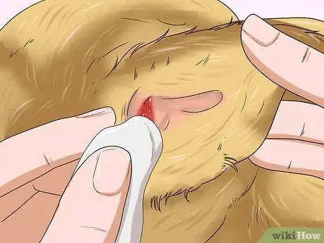 Image intitulée Stop a Dog's Ear from Bleeding Step 3