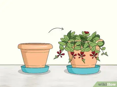 Image intitulée Care for a Lipstick Plant Step 9