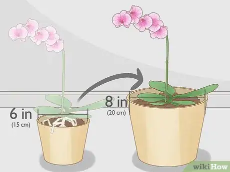 Image intitulée Prune Orchids Step 11
