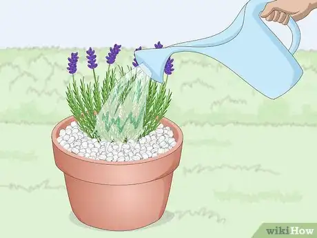 Image intitulée Plant Lavender in Pots Step 10