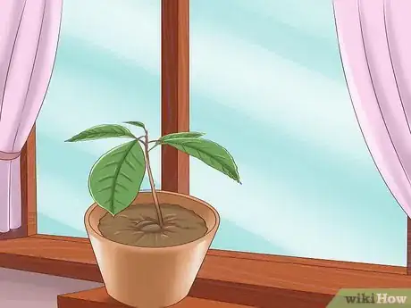 Image intitulée Grow Avocados Step 10