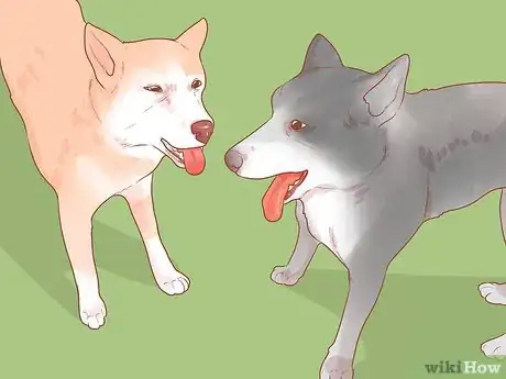 Image intitulée Encourage Dogs to Mate Naturally Step 10
