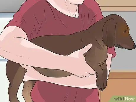 Image intitulée Pick up a Dog Properly Step 2